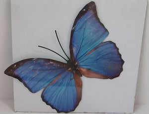 Product launch Butterfly