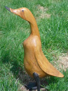 Dcuk ducks and Flamingoes