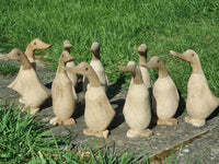 duckling wholesale