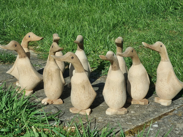 duckling wholesale
