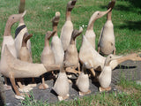duck wholesale