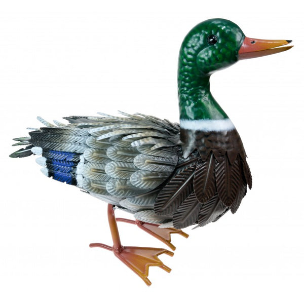 mallard duck