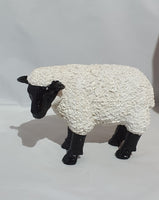 sheep with black face