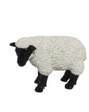 sheep with black face