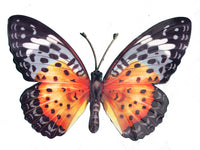 orange butterfly