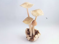 mushroom