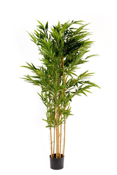 Bamboo tree