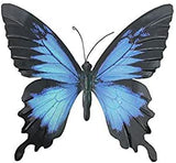blue butterfly