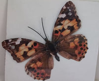 Butterfly Metal Wall Ornament Medium