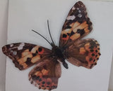 Butterfly Metal Wall Ornament Medium
