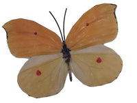 Butterfly Metal Wall Ornament Medium