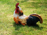 cockeral