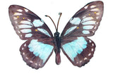 Decorative Ornaments & Figures - Butterfly Wall Garden Ornament