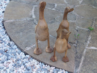 duck family