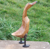 GLOSS DUCK